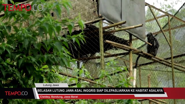 Belasan Lutung Jawa Asal Inggris Siap Dilepasliarkan ke Habitatnya