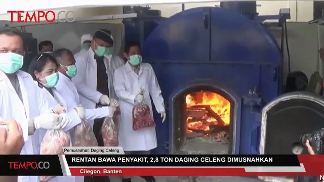 Rentan Bawa Penyakit, 2,8 Daging Celeng Dimusnahkan