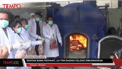 Rentan Bawa Penyakit, 2,8 Daging Celeng Dimusnahkan