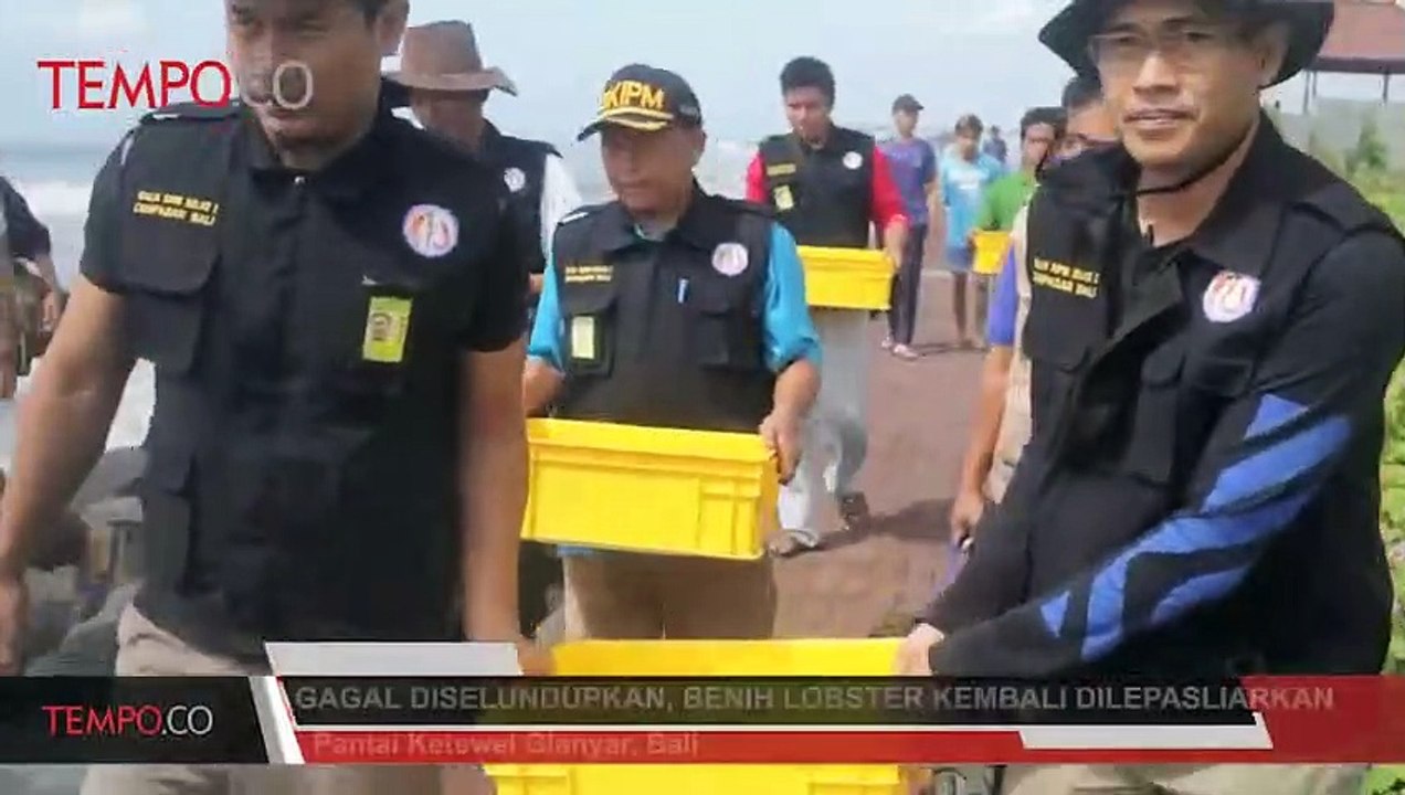 Gagal Diselundupkan, Benih Lobster Kembali Dilepasliarkan