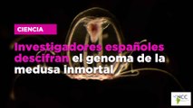 Investigadores españoles descifran el genoma de la medusa inmortal