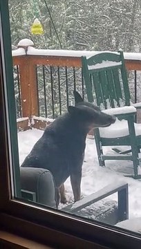 Happy Dog Snaps at Snow