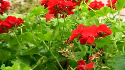 Home Affairs minister says inappropriate letters were sent without her knowledge