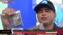 BNN Banten Amankan 2 Kilogram Tembakau Gorila Dari Karyawan Honorer Kecamatan