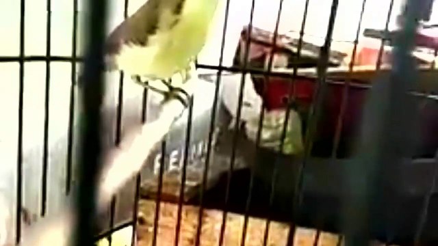 The Chattering of the Sea Whispering Bird With a Melodious Voice