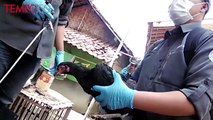 Virus Flu Burung Merebak di Kabupaten Bandung