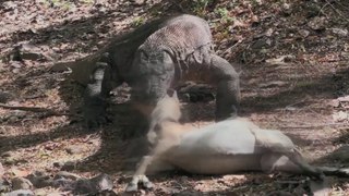 Komodo dragon attacking a big goat in the forest