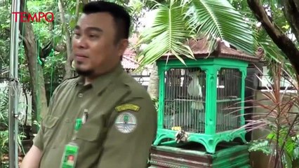 Télécharger la video: BKSDA Serang Amankan Siamang dan Jambul Kuning dari Warga