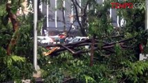 Hujan Deras Dan Angin Kencang, Puluhan Mobil Tertimpa Pohon