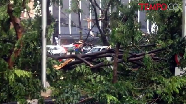 Hujan Deras Dan Angin Kencang, Puluhan Mobil Tertimpa Pohon