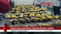 BKSDA Gagalkan Penyelundupan Burung Langka