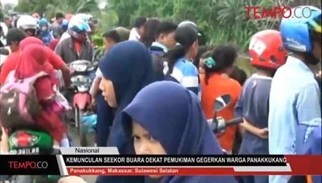 Kemunculan Seekor Buaya Dekat Pemukiman Gegerkan Warga Panakukkang