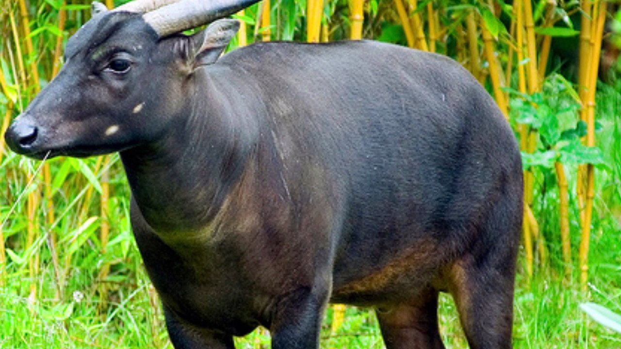 Typical animals of Sulawesi Island