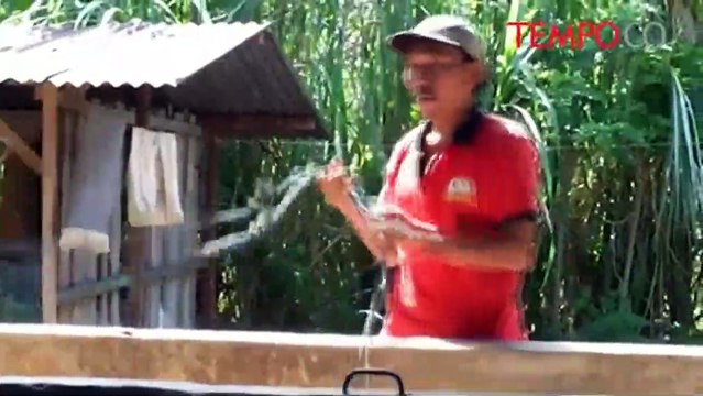 Jelang Idul Adha, Sapi seberat 1,3 Ton Terjual 100 juta