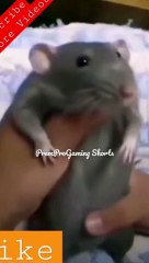 Funny Rate #Funny Animal #Funny Video #Funny Kids #Kids #Child