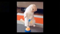 Compilation of Cute and Amused Pets (Cats & Dogs)