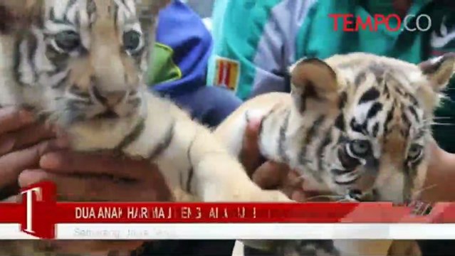 Dua Anak Harimau Benggala Tambah Koleksi Kebun Binatang