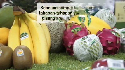 Proses Buah Pisang Dari Kebun Sampai ke Pembeli