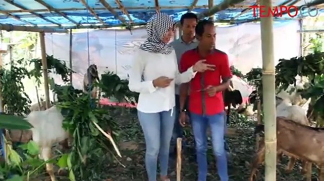 Pedagang Hewan Kurban Ini Gunakan SPG Untuk Tarik Minat Pembeli