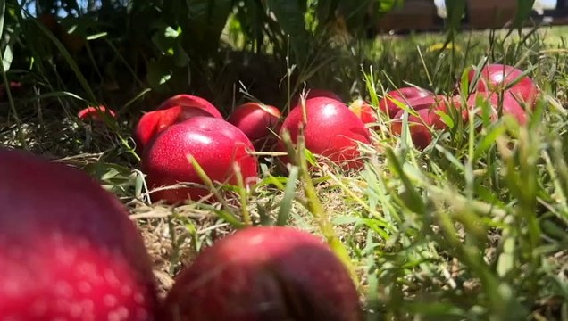 Stone fruit prices tipped to rise as growers grapple with wet weather and workers shortages