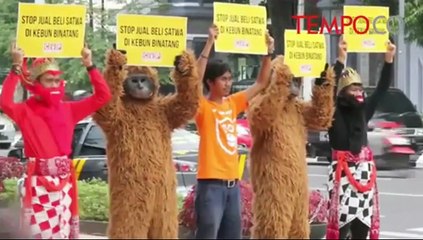 Orangutan dan Hanoman Memprotes Wali Kota, Alasannya...