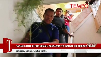 Tanam Ganja di Pot Rumah, Karyawan TV Swasta Ini Dibekuk Polisi