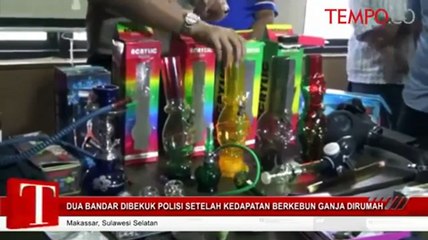 Dua Bandar Dibekuk Polisi Setelah Kedapatan Berkebun Ganja Dirumah