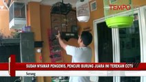 Sudah Nyamar Pengemis, Pencuri Burung Juara Ini Terekam CCTV