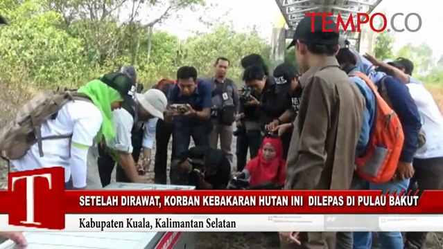 Setelah Dirawat, Korban Kebakaran Hutan Ini Dilepas di Pulau Bakut
