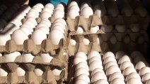 Hondureños ya no aguantan los altos precios de los huevos y otros productos de la Canasta Básica