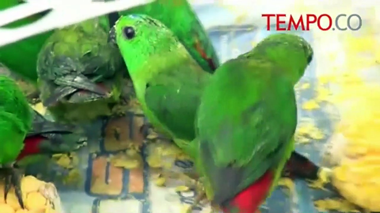 Ratusan Burung Kicau Selundupan Dilepasliarkan