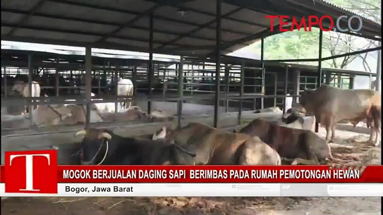Mogok Berjualan Daging Sapi Berimbas pada Rumah Pemotongan Hewan