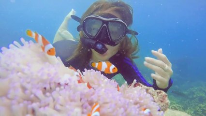Snorkeling Pahawang Island, Lampung's Paradise: Meet Nemo