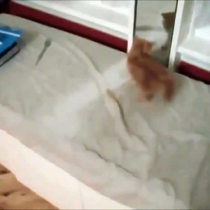 Fun cat video