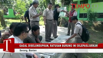 Gagal-Diselundupkan-Ratusan-Burung-Ini-Dilepasliarkan.flv