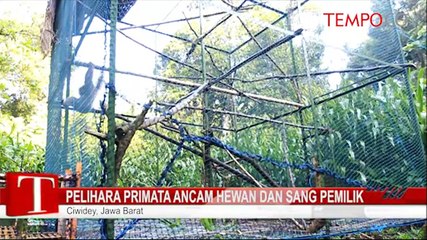 Pelihara-Primata-Ancam-Hewan-dan-Sang-Pemilik.flv