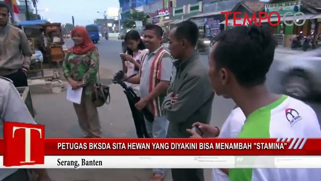 Petugas BKSDA Sita Hewan yang Diyakini Bisa Menambah Stamina
