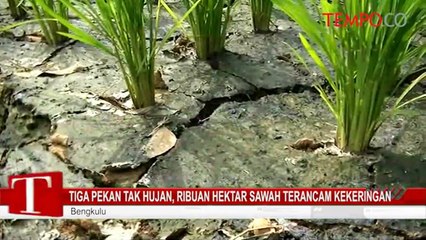 Tiga Pekan Tak Hujan, Ribuan Hektar Sawah Terancam Kekeringan