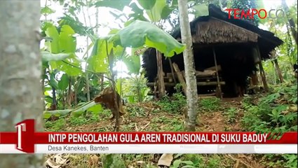 Intip-Pengolahan-Gula-Aren-Tradisional-di-Suku-Baduy.flv