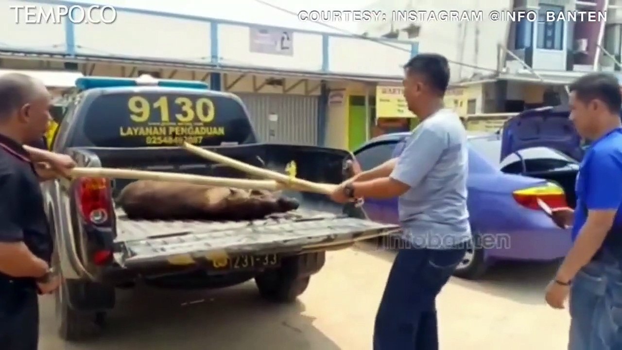 Kisah Warga yang Berduel dengan Babi Hutan yang Masuk Masjid