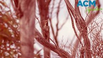 White-bellied whipbird | FarmOnline | 18/11/22