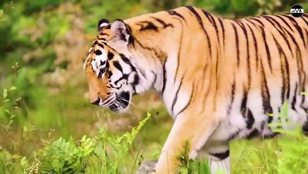 Singa Ketakutan Jika Bertemu dengan Anjing Raksasa Ini! Inilah 7 Hewan yang Bisa Mengalahkan Singa