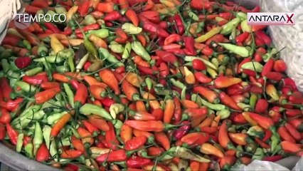 Harga Cabai Lokal Naik, Pedagang Sediakan Cabai Impor