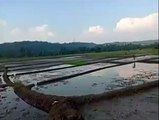 enjoying while looking at the rice fields that will be planted with rice, the blowing of the flute adds to the happy heart.