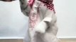 Arabian cat chilling and dancing