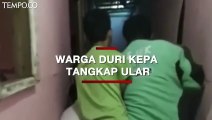 Dramatis, Detik-detik Warga Duri Kepa Tangkap Ular di Dalam Rumah