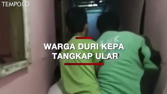 Dramatis, Detik-detik Warga Duri Kepa Tangkap Ular di Dalam Rumah