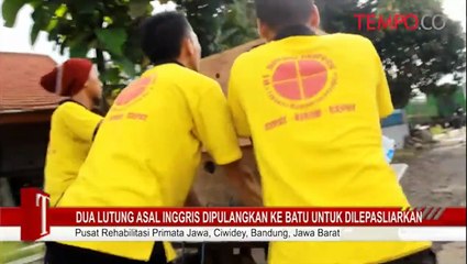 Dua-Lutung-Asal-Inggris-Dipulangkan-Ke-Batu-Untuk-Dilepasliarkan.flv