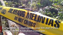 Investigasi Polisi-PLN, Pemadaman Listrik Akibat Pohon Sengon