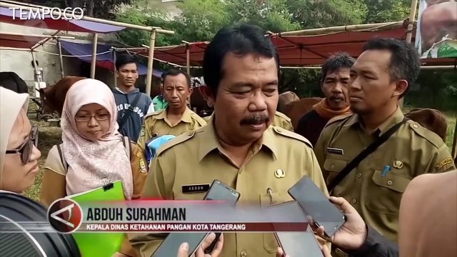 Melihat Sapi Jokowi untuk Idul Adha, Berbobot 1,2 Ton